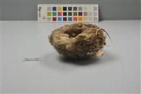 藏品(鳥巢)的圖片